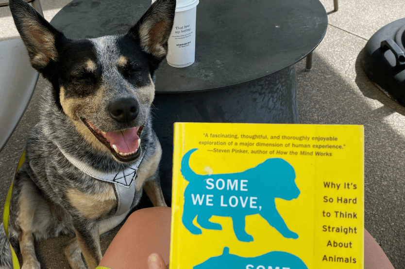 Scout the blue heeler sits on a coffee shop patio with squinty eyes and an open-mouthed pant. To her right, propped on her owner's lap, is a copy of Some We Love, Some We Hate, Some We Eat by Hal Herzog, a book with a yellow cover.