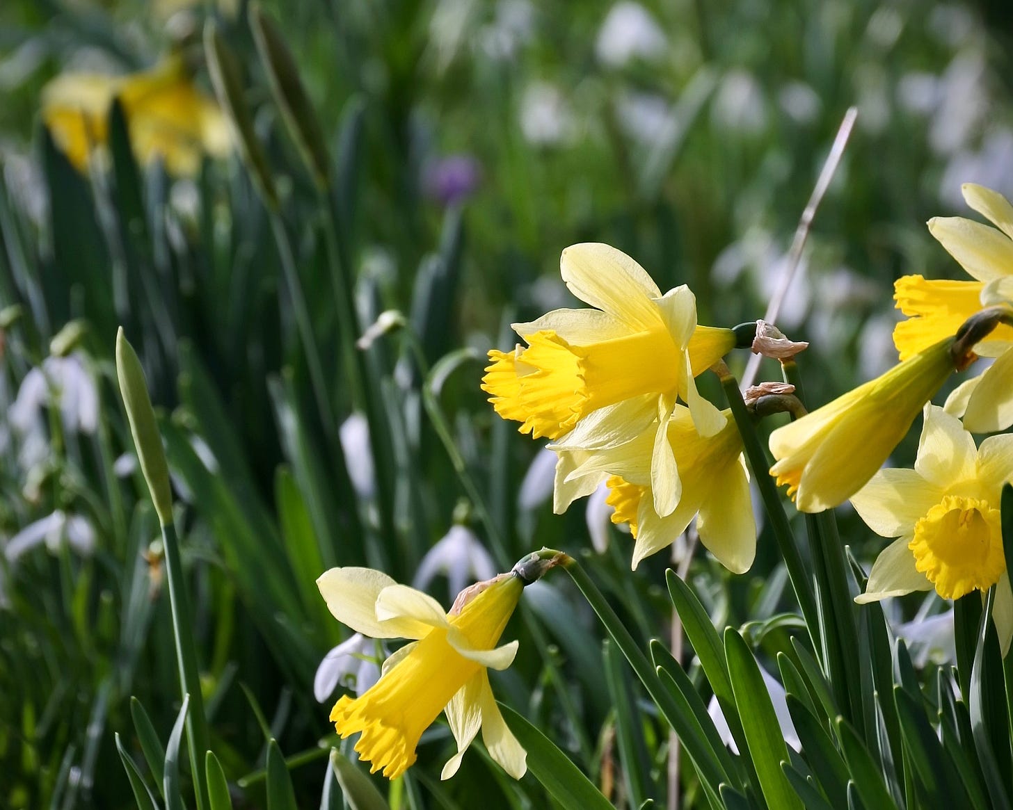 Daffodils stand out amidst the snowdrops