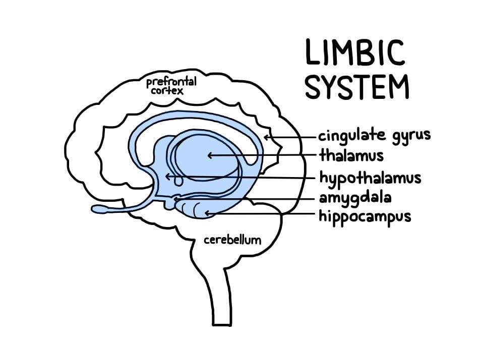 Limbic System: Definition, Parts, Functions, and Location