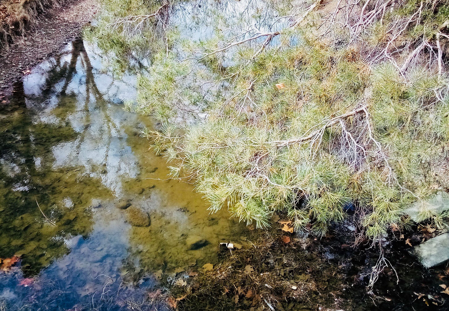 Trees reflected in water