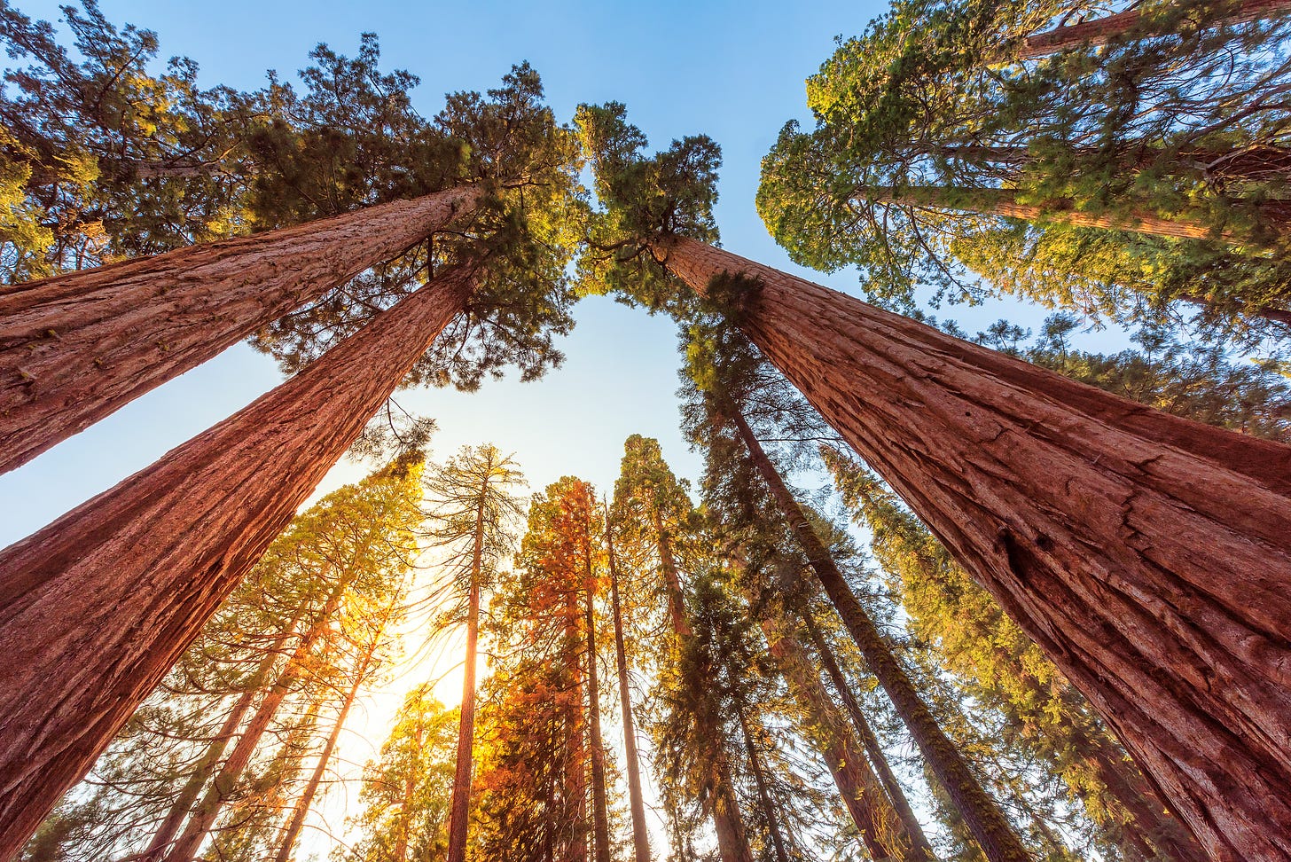 Blog: In celebration of redwoods - Redwood City Pulse