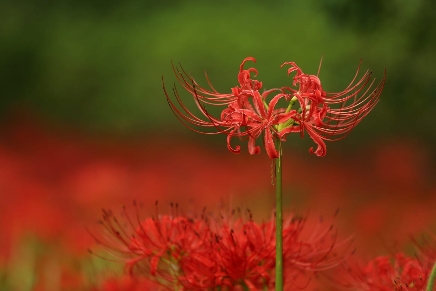 Red Spider Lily