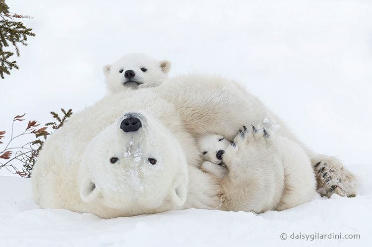 Happy Polar Bear Family - Churchill Polar Bears