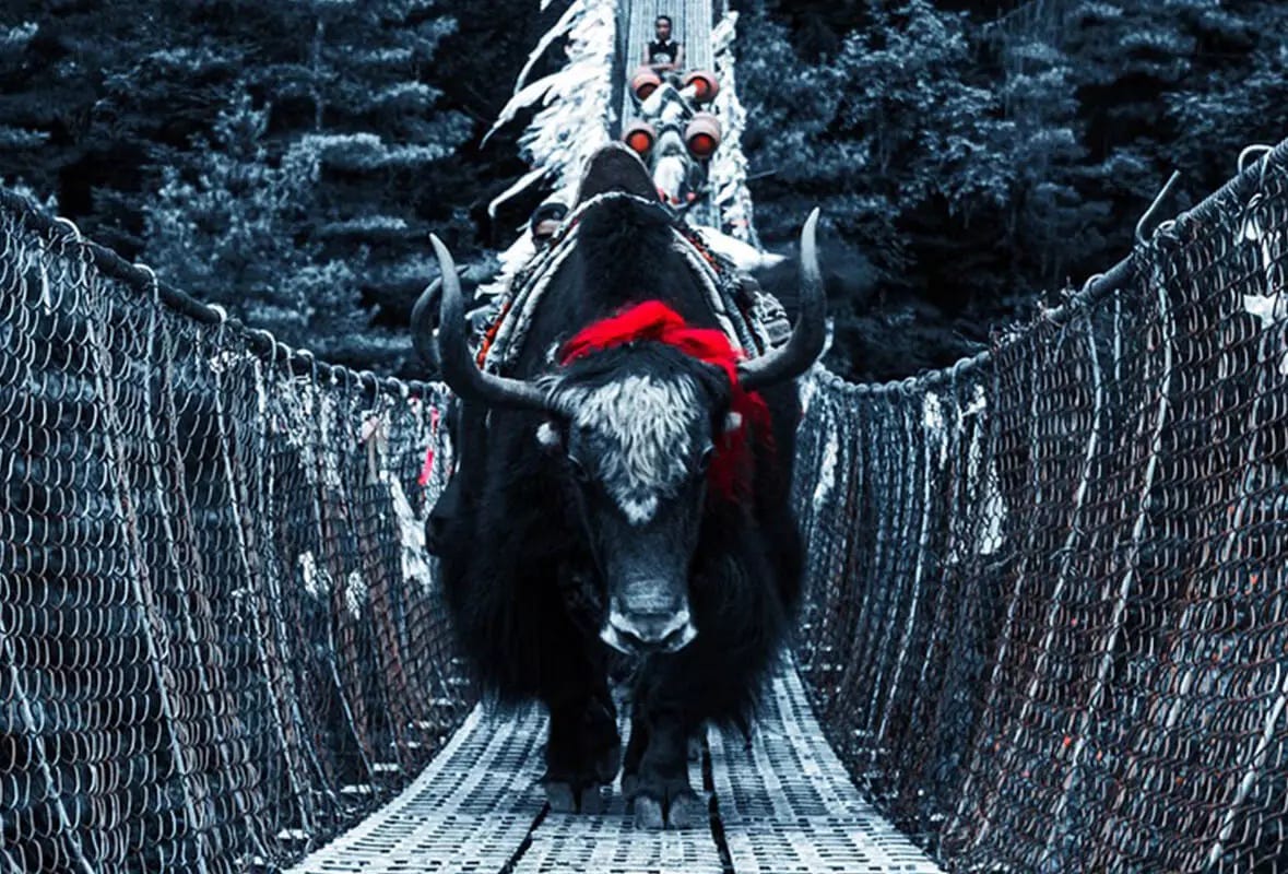 A small herd of yaks crossing a hanging bridge with their herder in the back.