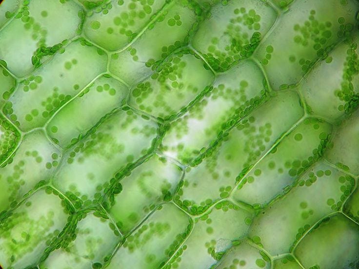 View topic - Cyclosis in plant cells - video | Cell video, Plant cell,  Science biology