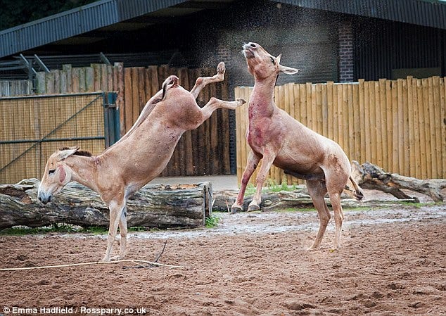 Kick ass! Donkeys get into a scuffle at Chester Zoo - with one hoofing the  other in the face | Daily Mail Online