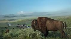 Five Places to Watch Wild Bison Roam - The National Wildlife ...