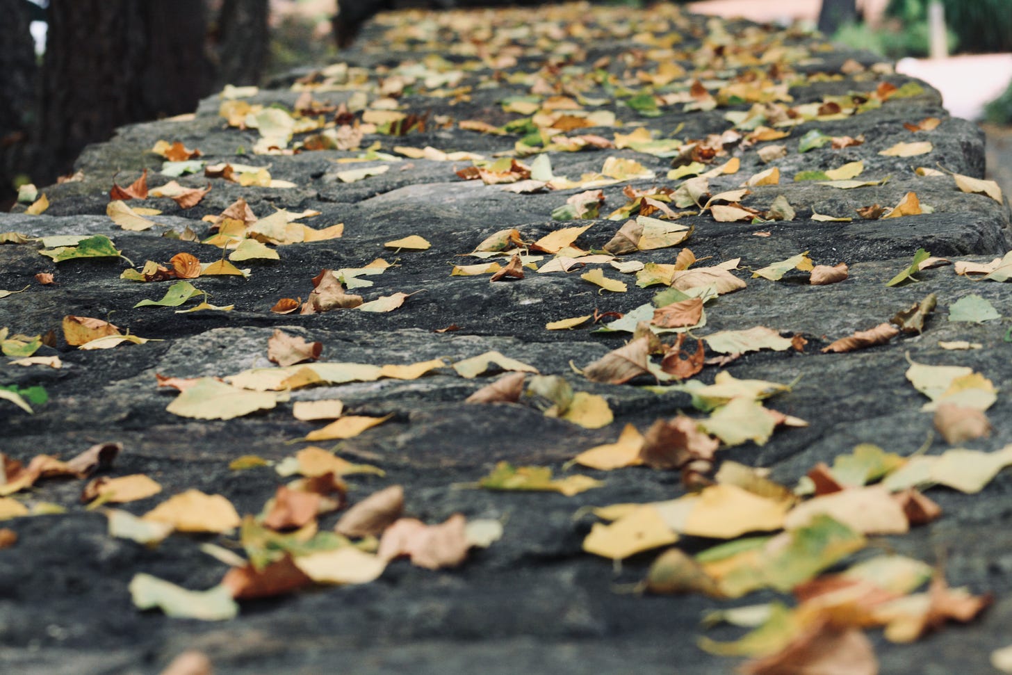Fall leaves scattered on a walkway.