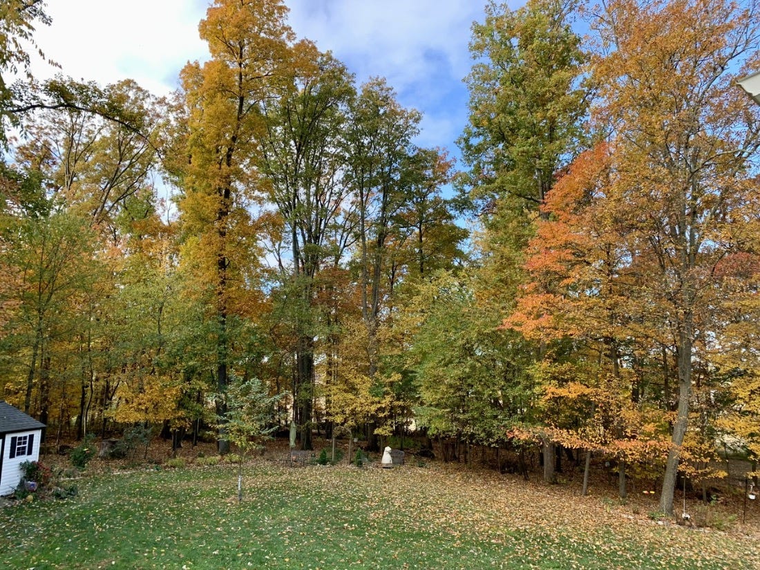 Trees in autumn colors