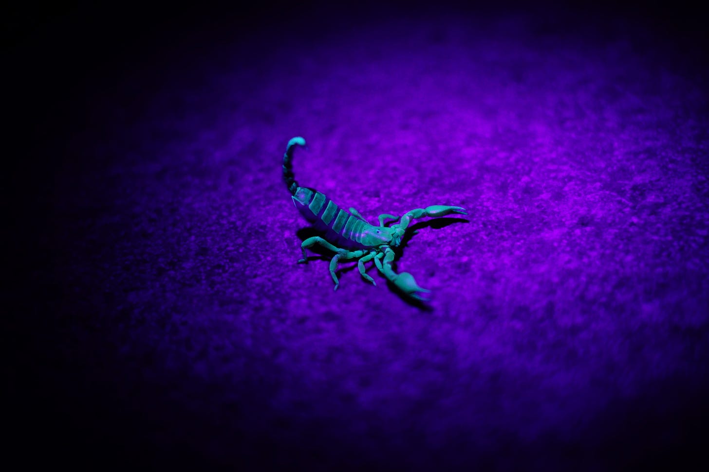 Scorpion with raised barbed tail glowing vivid light blue against a dark purple background.