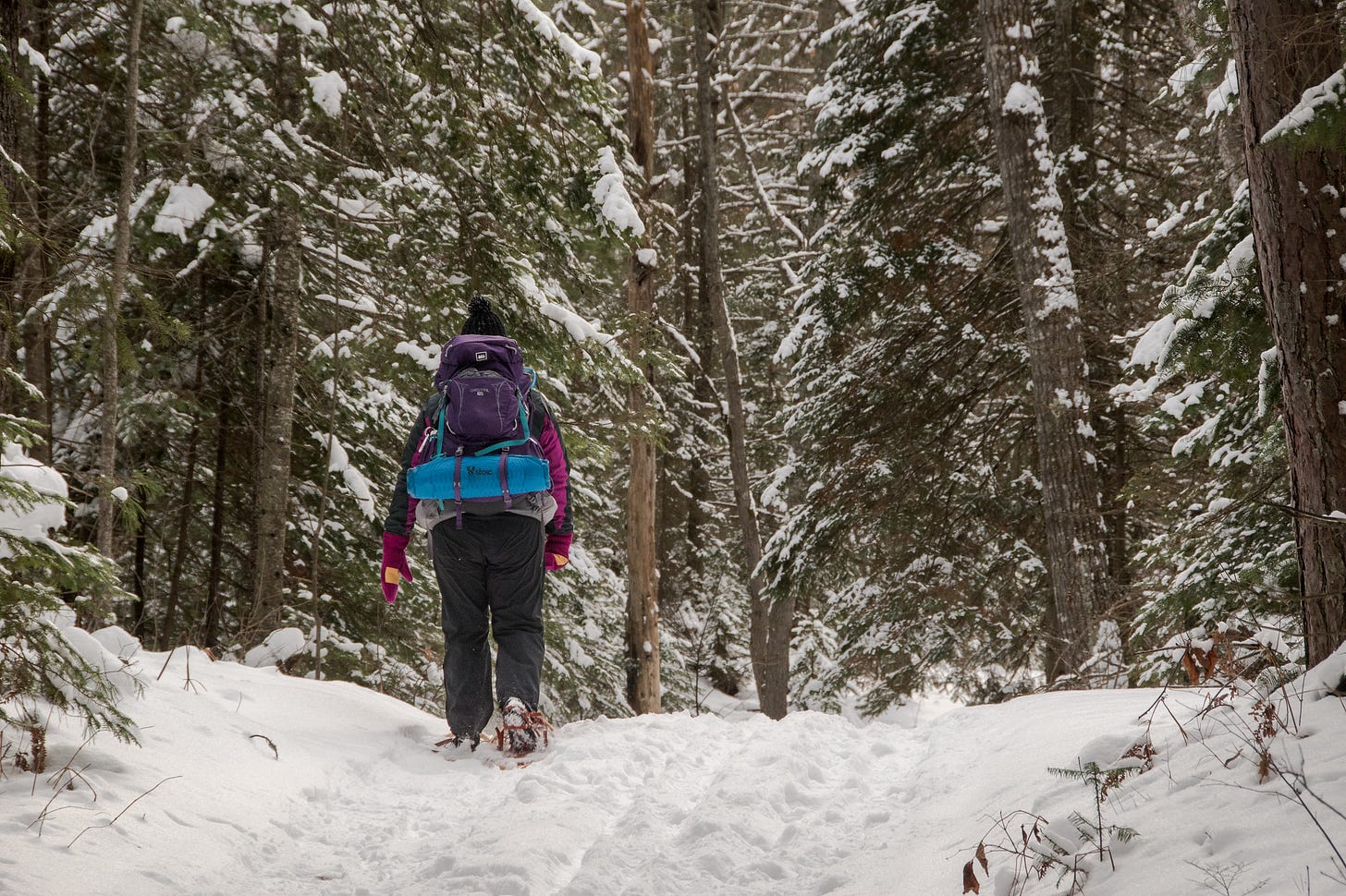A person snowshoeing through snow-covered evergreens
