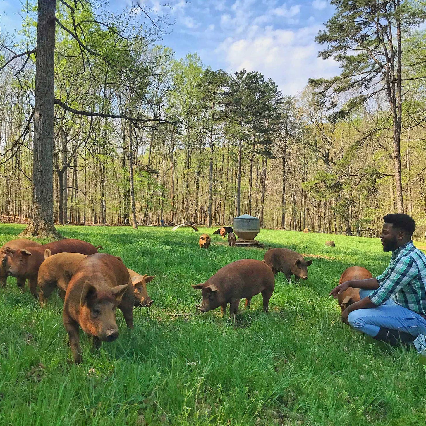 Pork Rhyne in a field with pigs