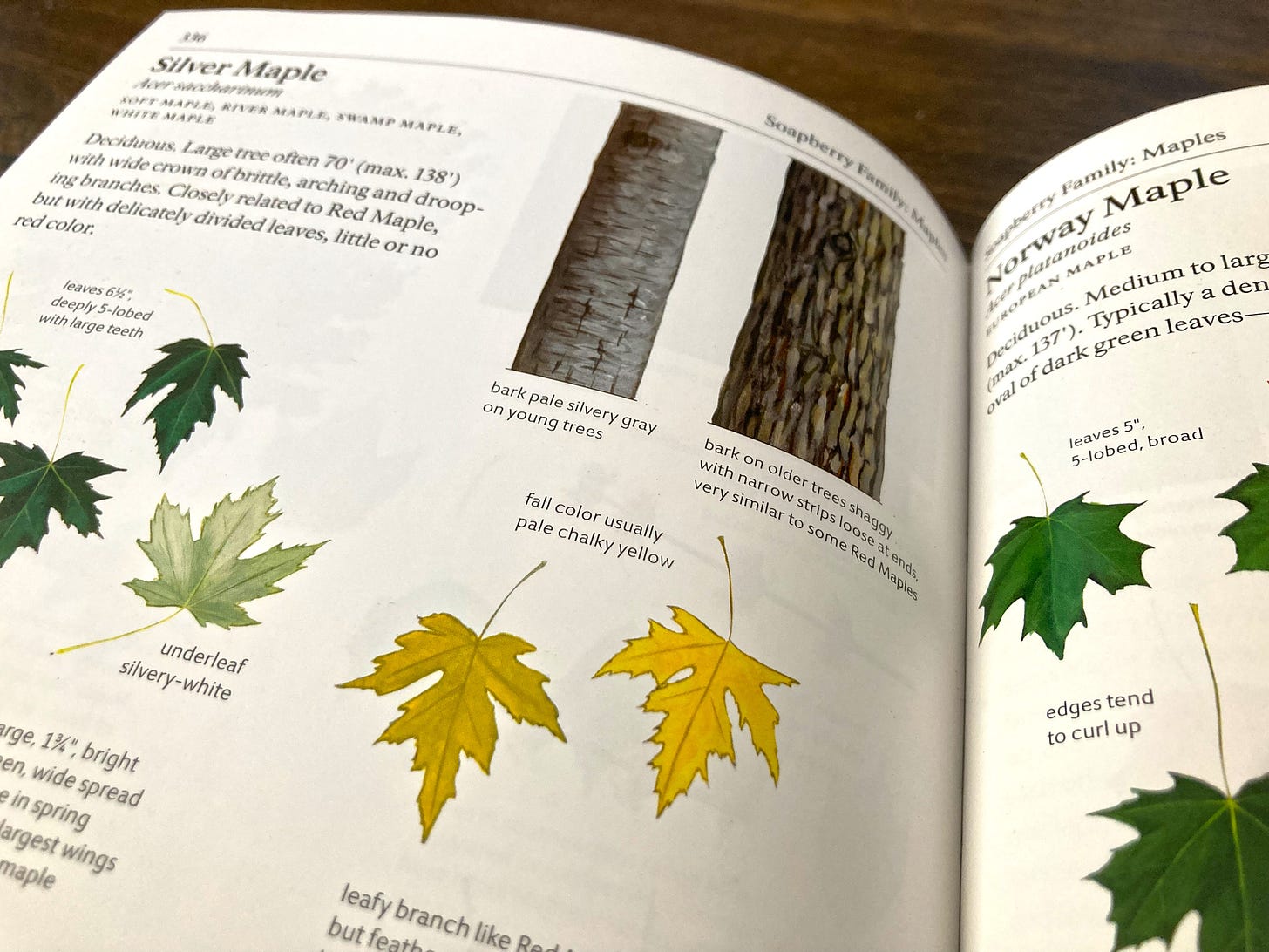 A spread from The Sibley Guide to Trees, showing illustrations of leaves and bark for Silver Maples and Norway Maples
