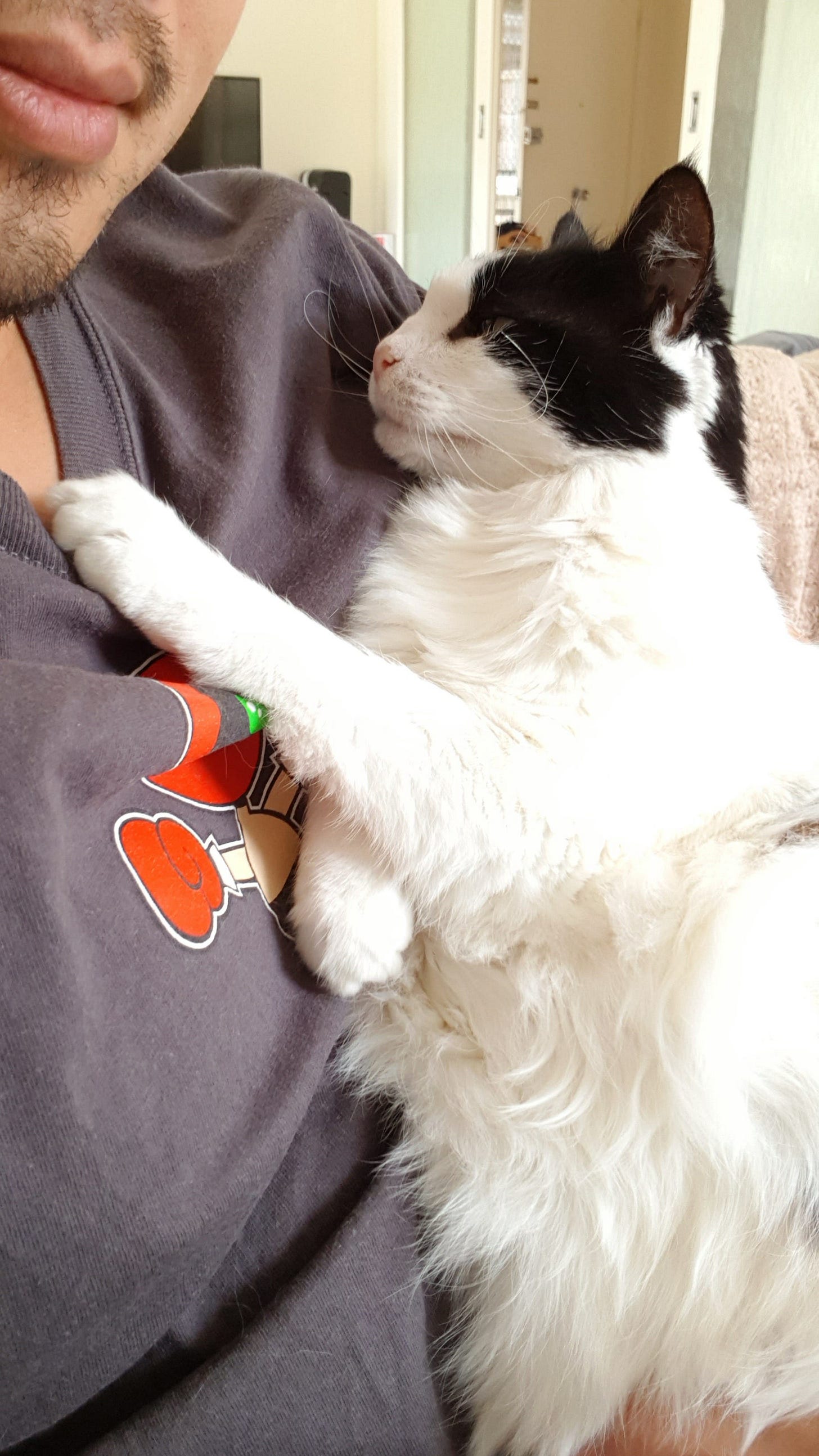 black and white cat plays with the collar of a man's t-shirt