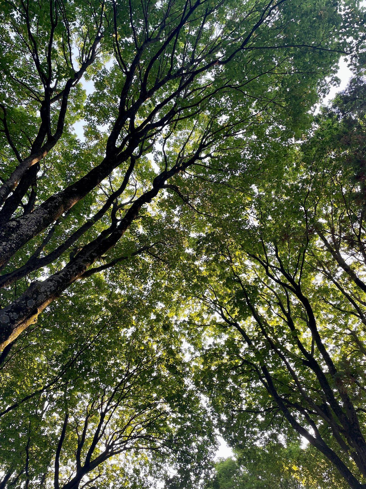 ID: Upward view of large old maple tree canopies, formed by three trees with many trunks