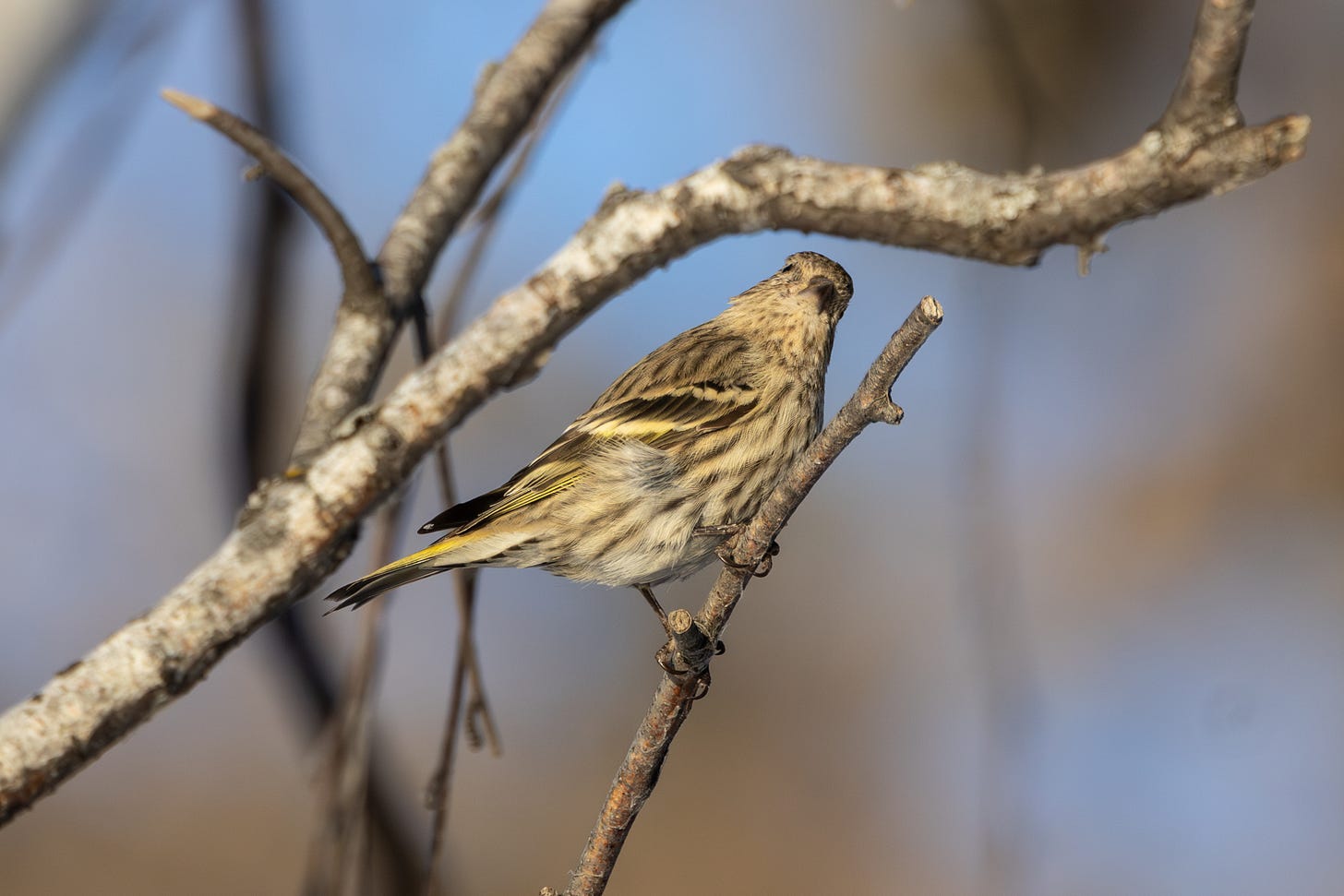 a streaky brown bird with yellow accents on the wings and tail looking directly at the camera