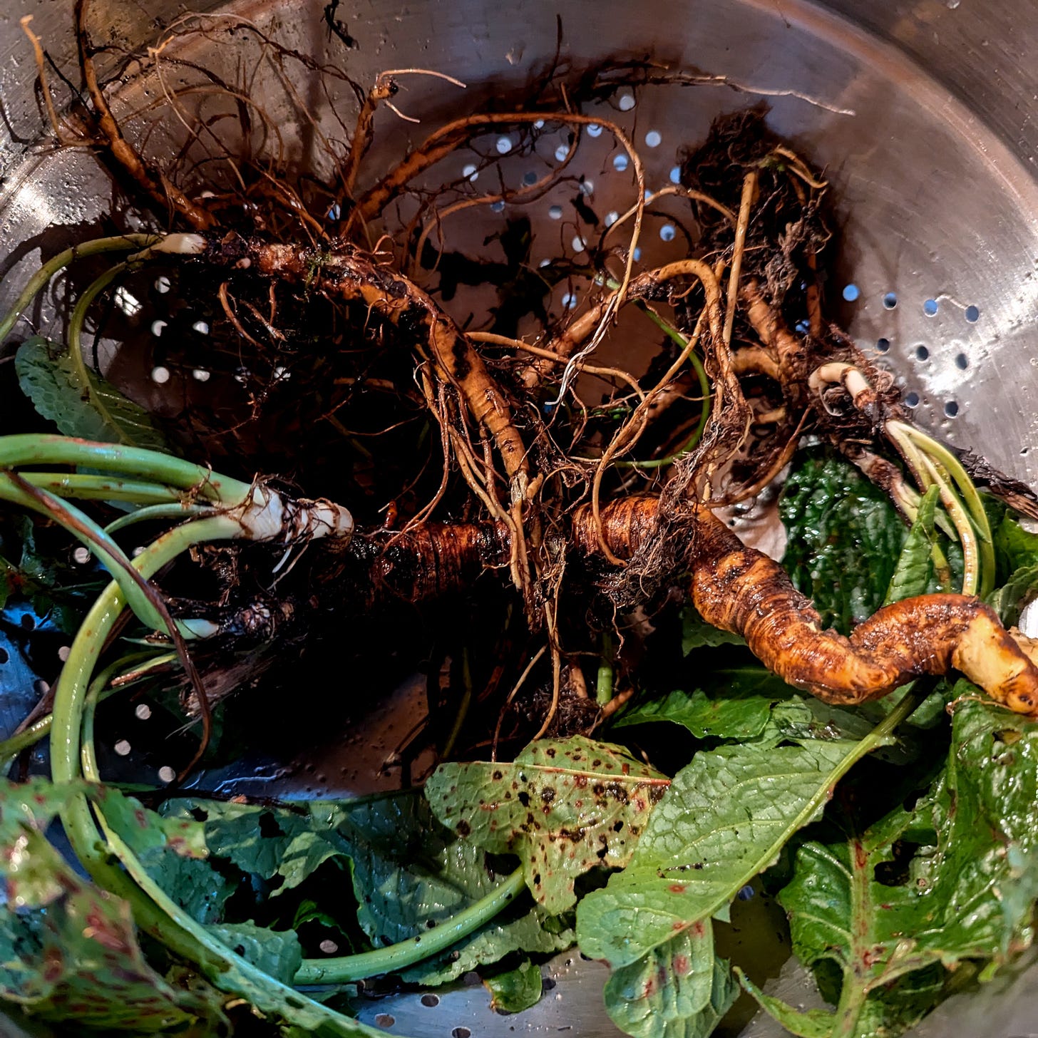 Yellow dock with big dirty roots and ruffled, green red leaves in a colander, being washed and prepared. Yellow dock with big dirty roots and ruffled, green red leaves in a colander, being washed and prepared.