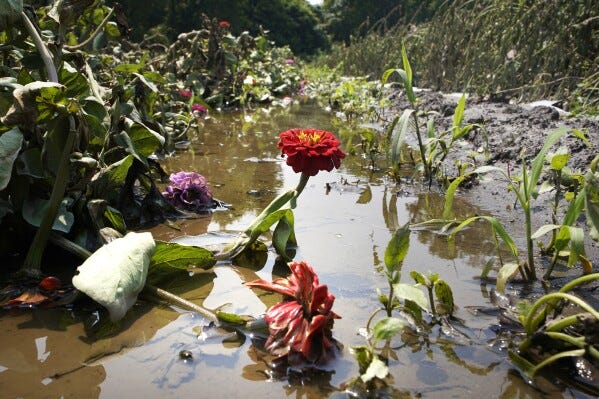 FILE - A zinnia flower stem rises from the flood waters, which destroyed crops, at the Intervale Community Farm, Monday, July 17, 2023, in Burlington, Vt. (AP Photo/Charles Krupa, File)
