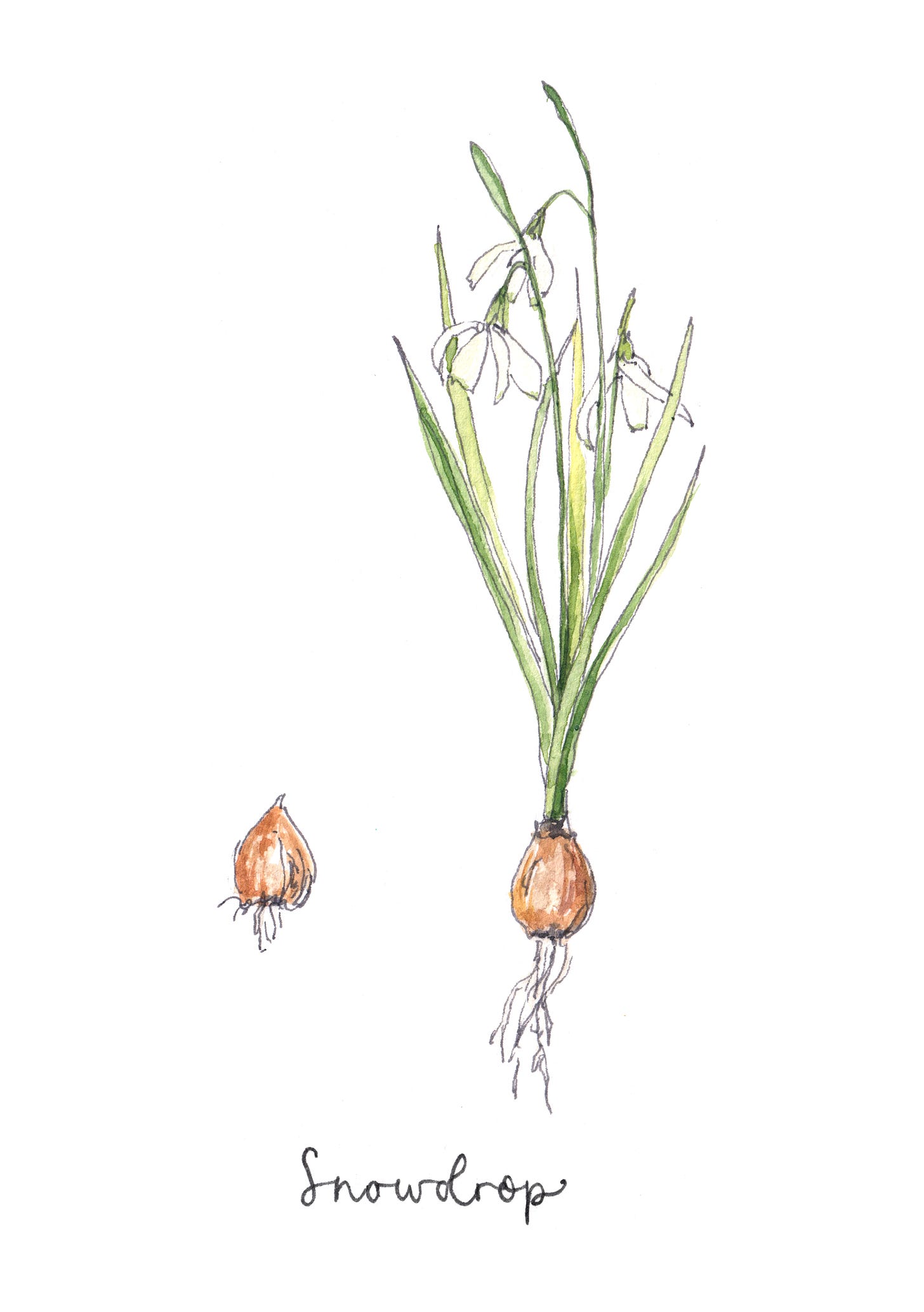 Botanical watercolour drawing of a snowdrop