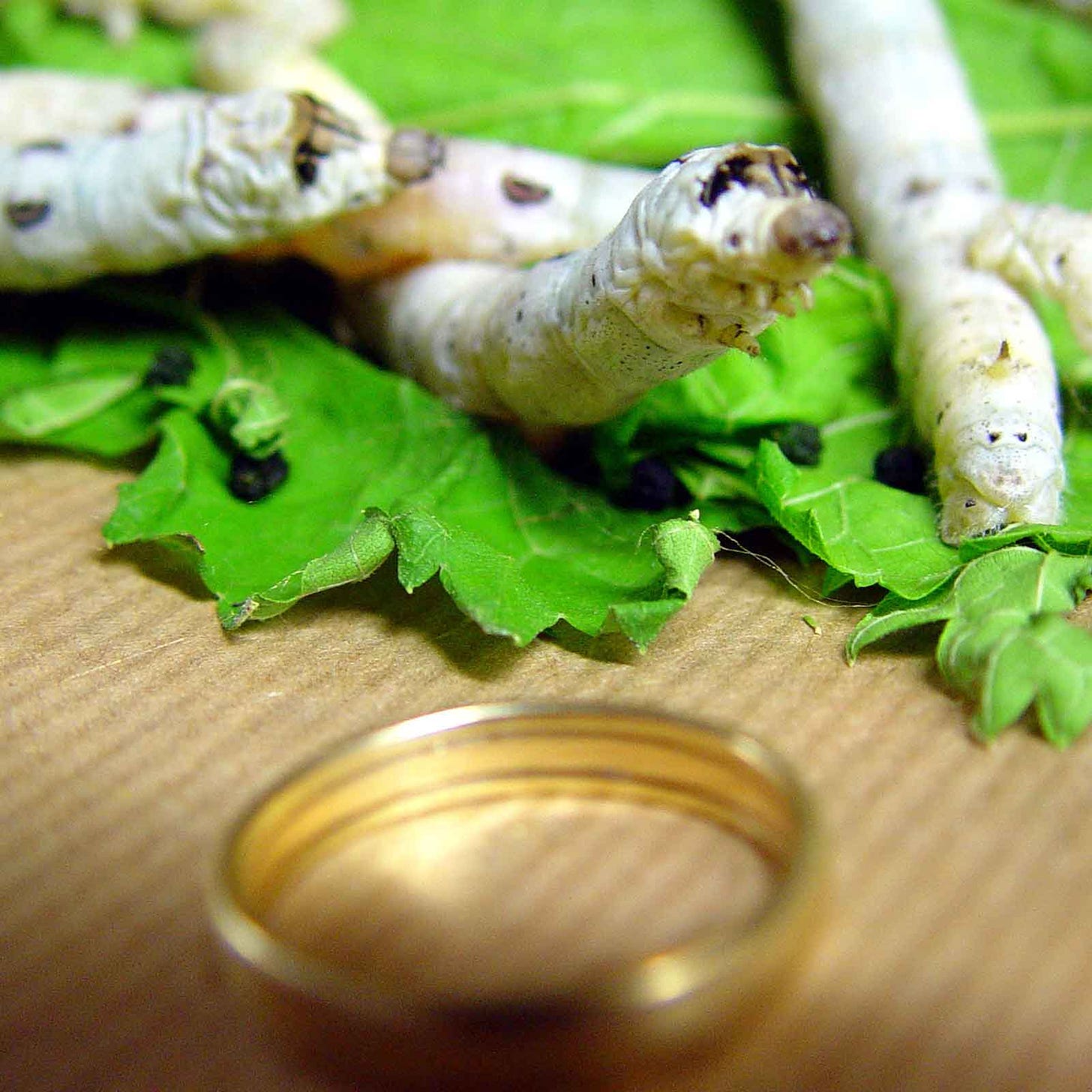 Silkworms on mulberry leaves