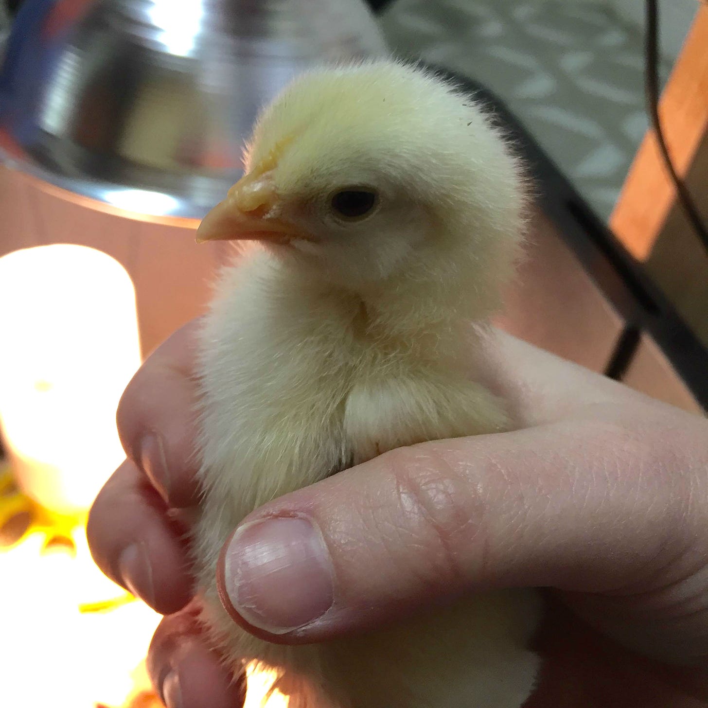 hand holding a yellow chicken chick