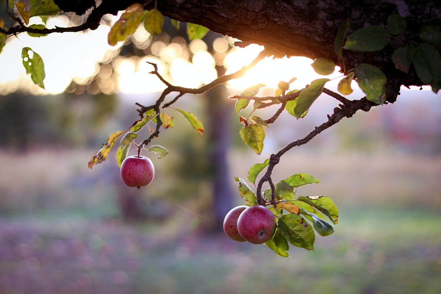 apples hanging from a branch