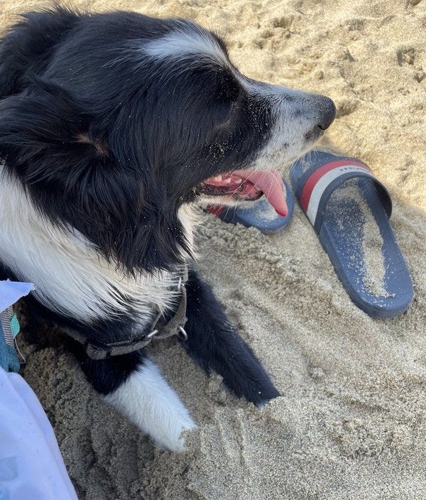 Nina con sus patas enterradas en la arena.