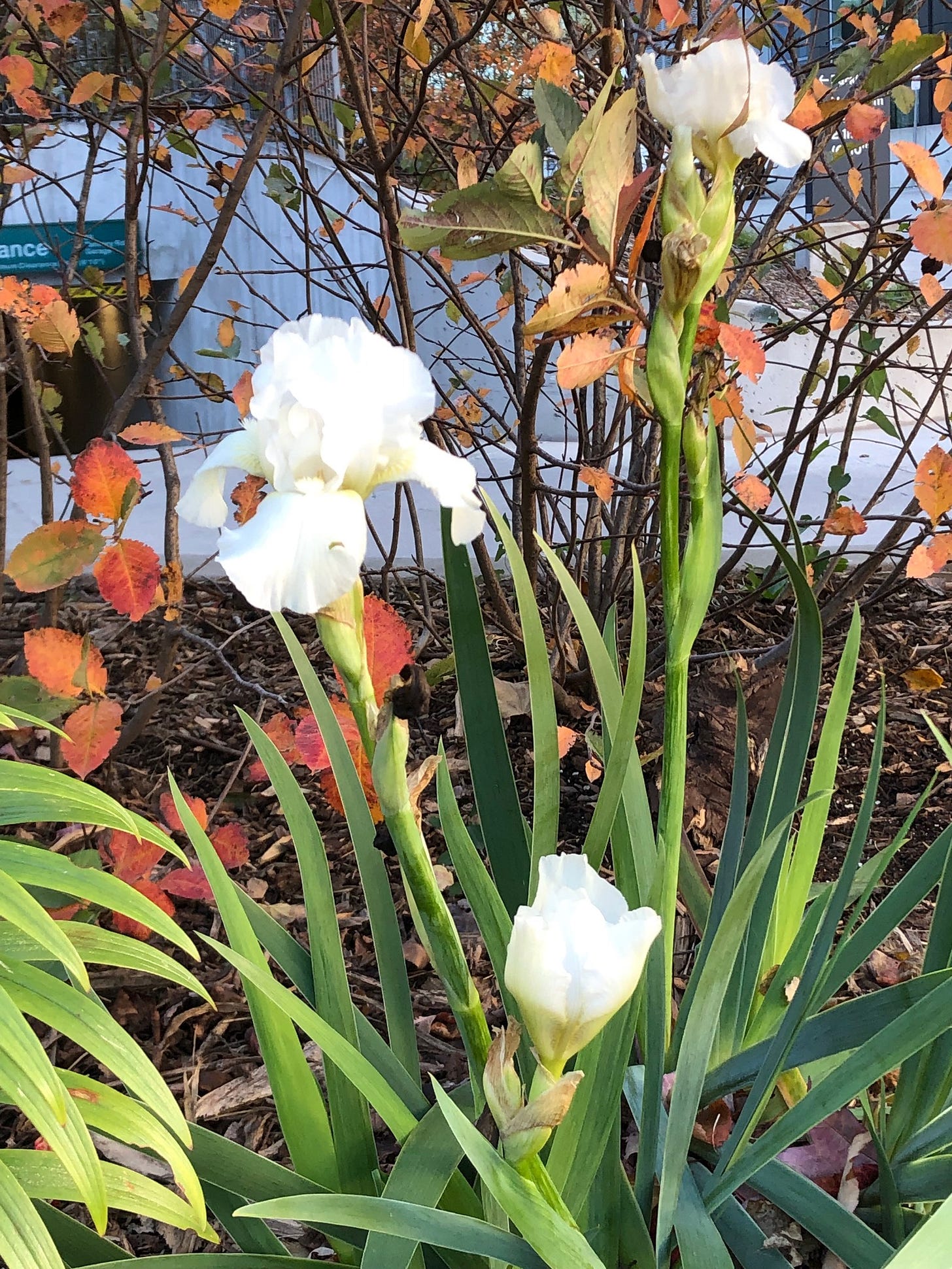 White iris blooming beside autumn leaves