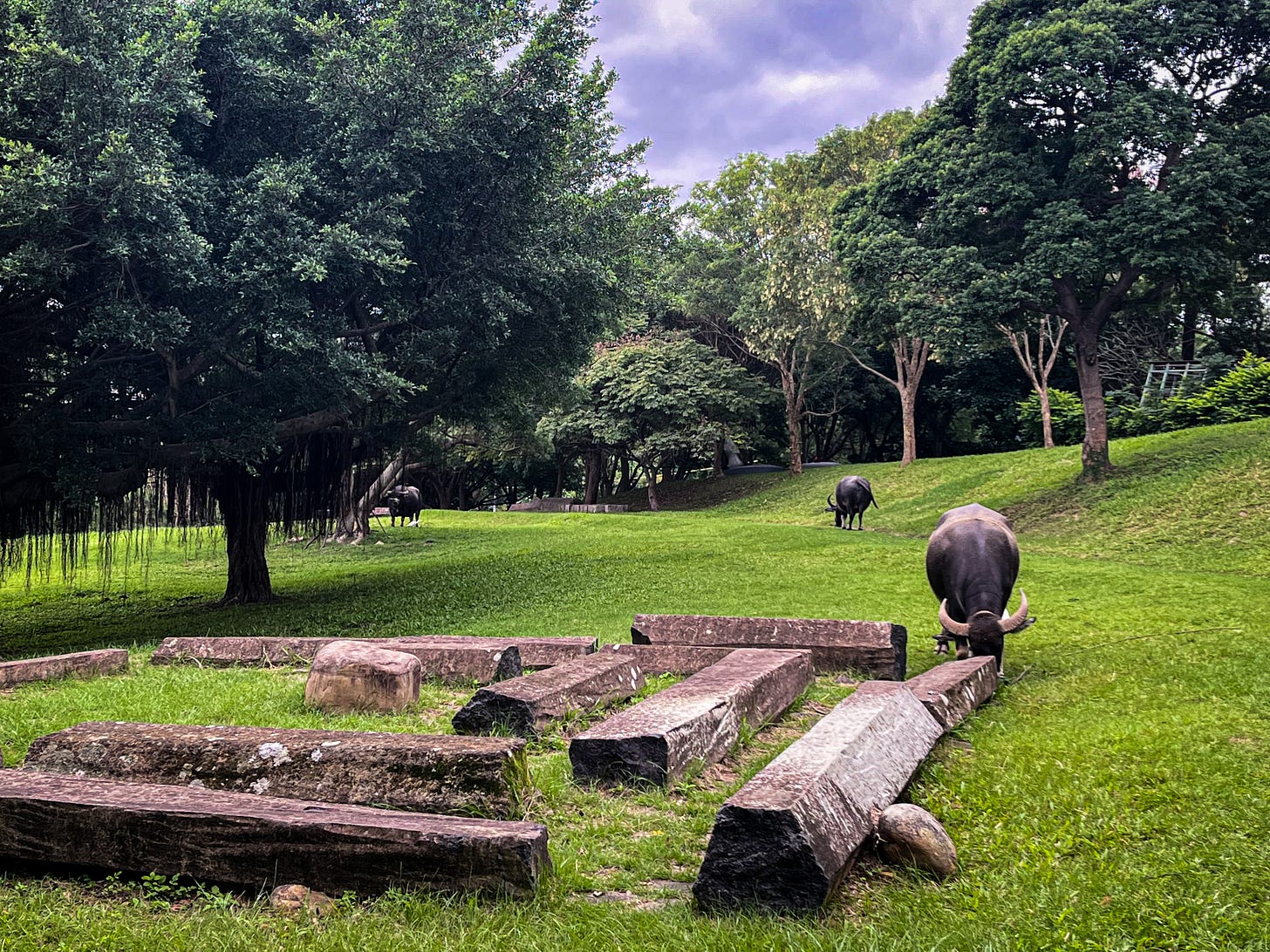 Three water buffalo graze at Taipei National University of the Arts 國立臺北藝術大學