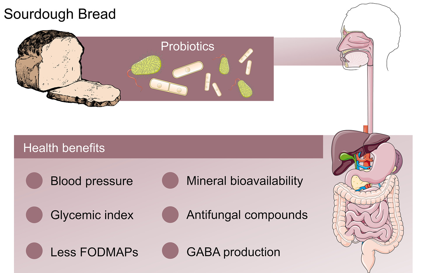 Fermentation | Free Full-Text | Probiotics in the Sourdough Bread  Fermentation: Current Status