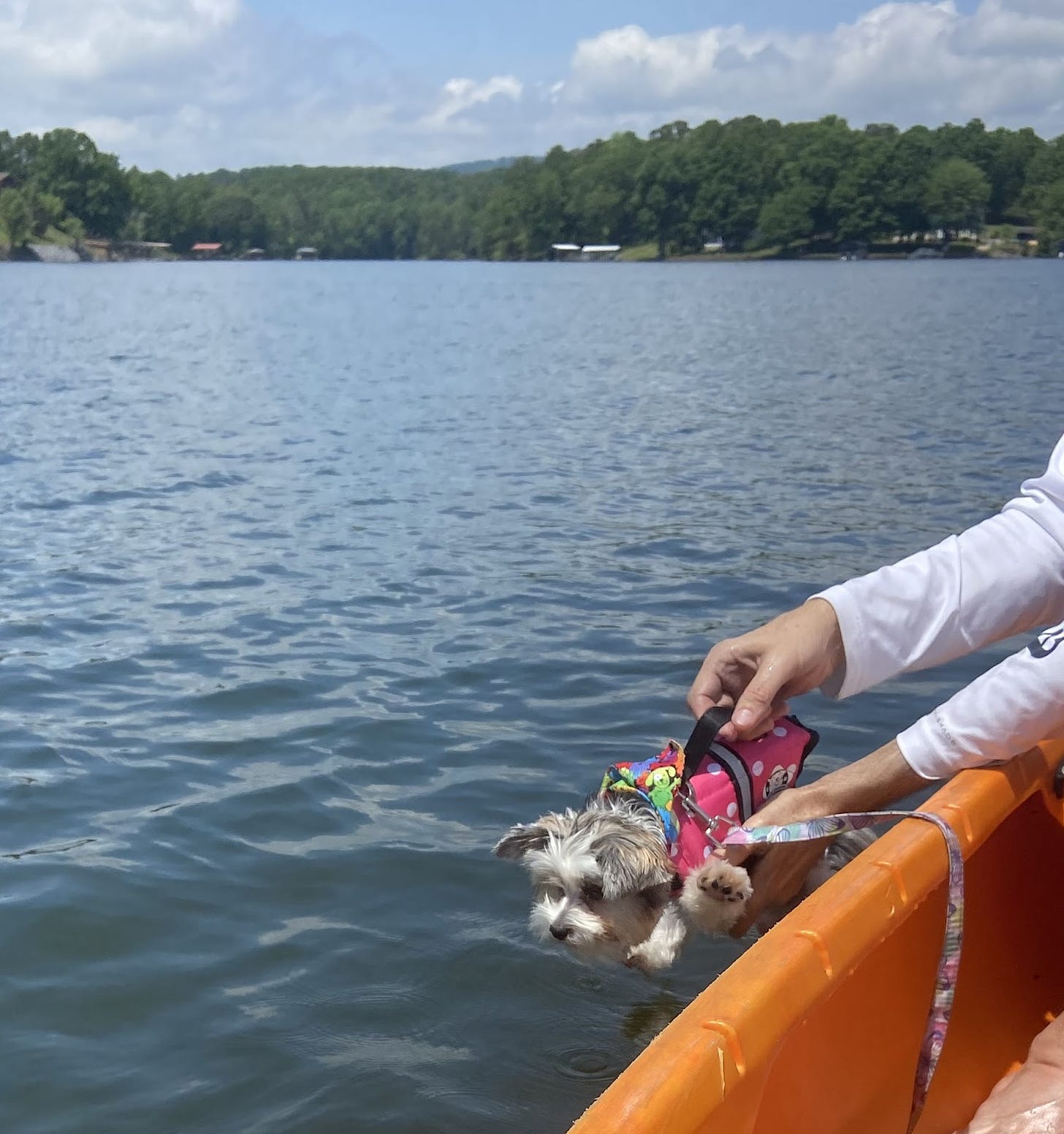 dog in life vest hovering over the water beside canoe