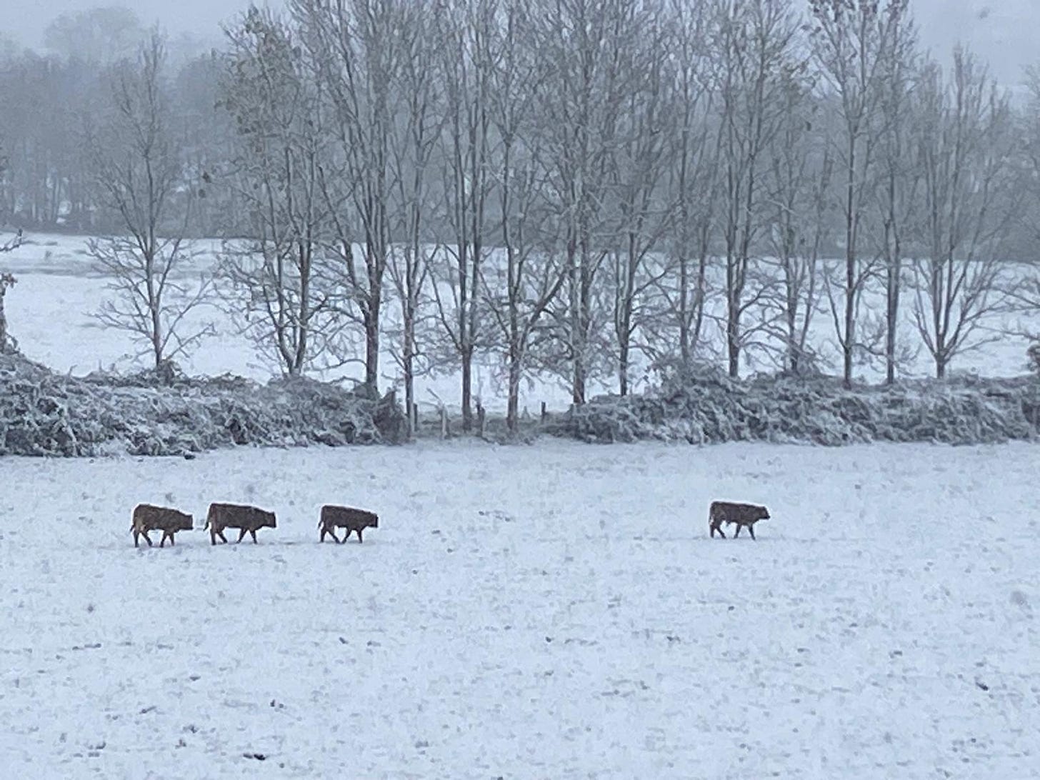 cattle heading out to snowy pasture at chateau de Courtomer