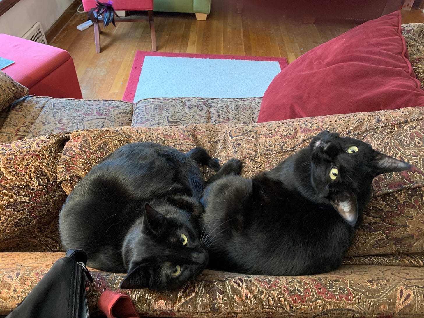 Two black cats on top of a brown couch. They are looking up at the camera.