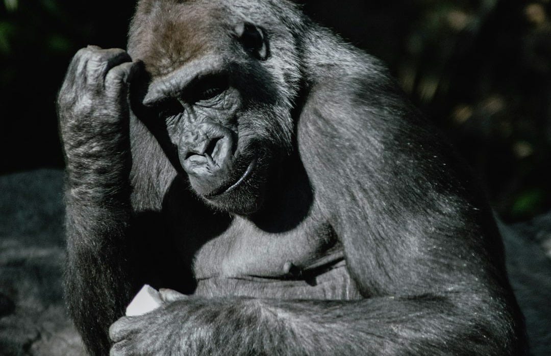 a gorilla sitting on top of a rock a gorilla sitting on top of a rock