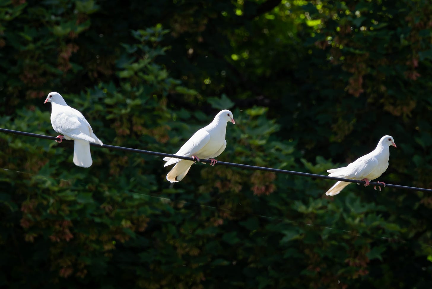 Three white doves are sitting on a wire with green trees in the background. Two face forward, and one is facing the other way