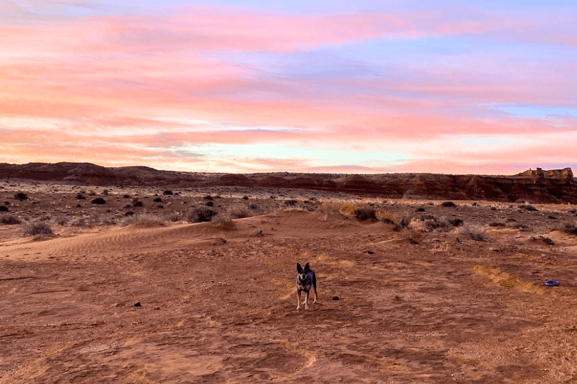 Scout the blue heeler stands off leash on public land in Utah's desert