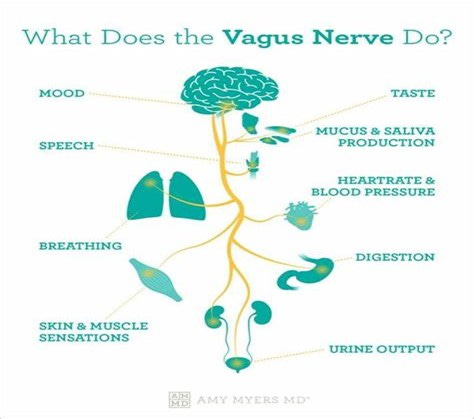 Vagus nerve function 
