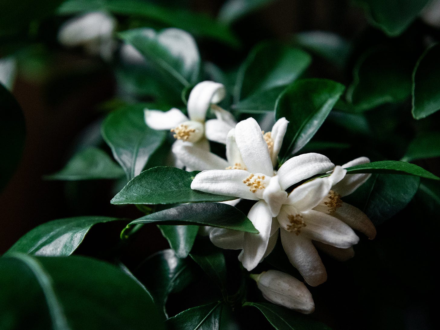 ID: Calamansi flowers