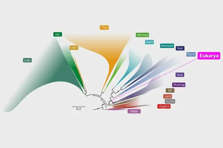 Asgard Archaea Fan Tree