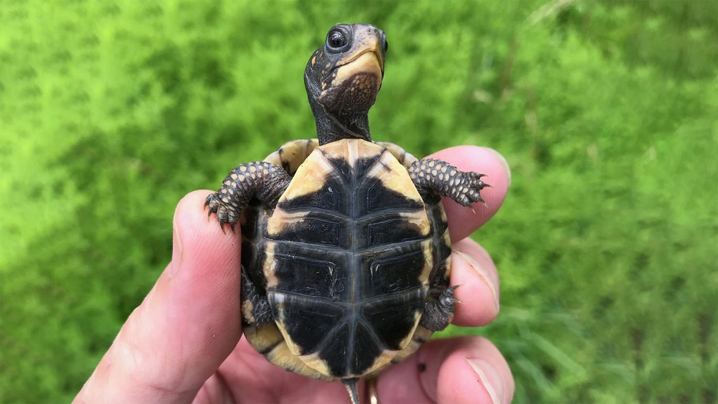 Turtle Conservancy — Box Turtle Awareness