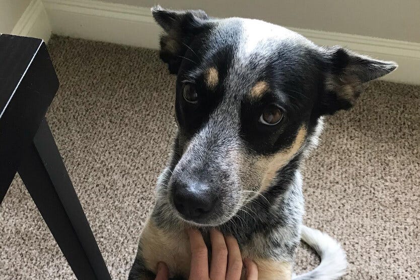 Scout the adorable, snuggly Australian cattle dog requesting affection from her owner