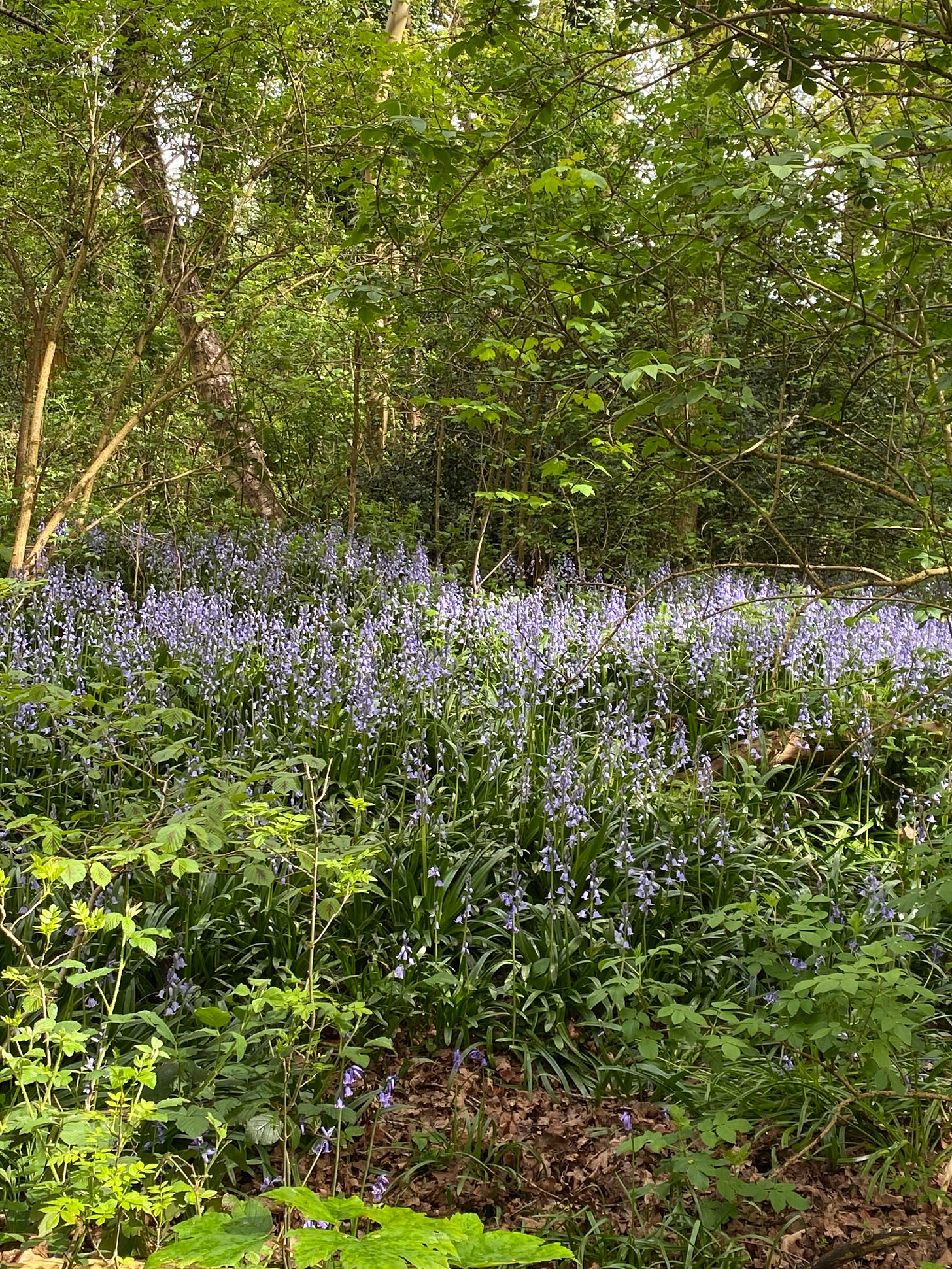 Photo of bluebells on our local dog walking route