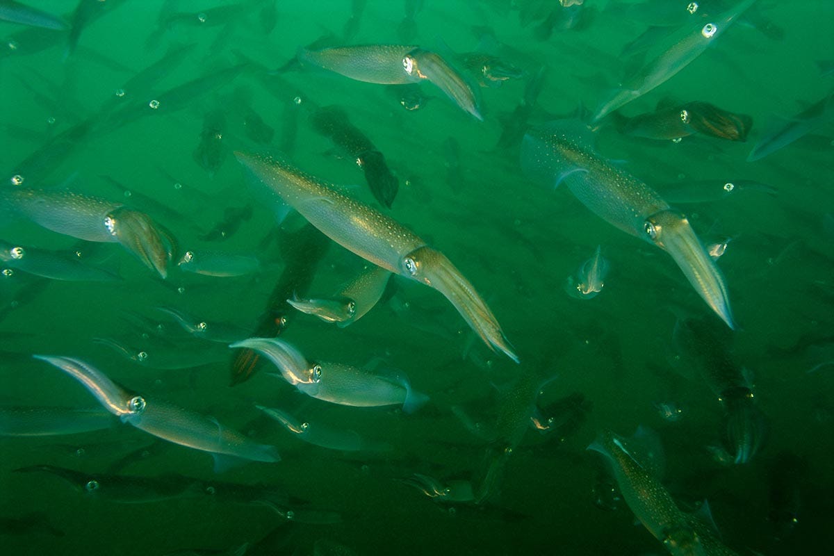 Atlantic Longfin squid - Brian Skerry