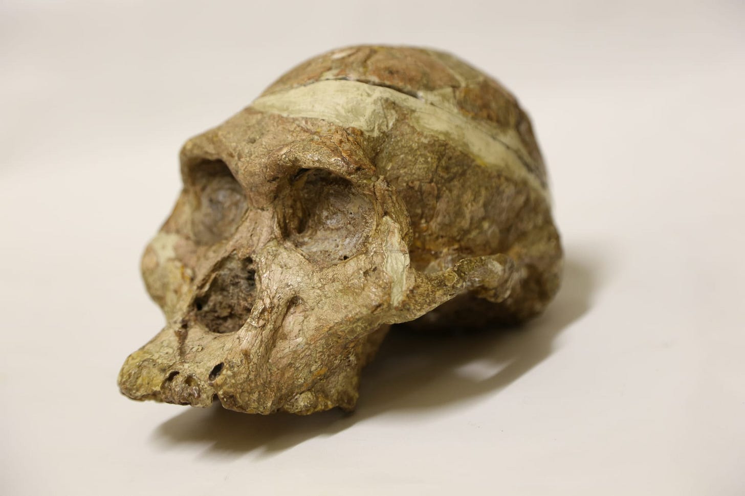 Sts 5 skull seen from left front Sts 5 skull seen from left front