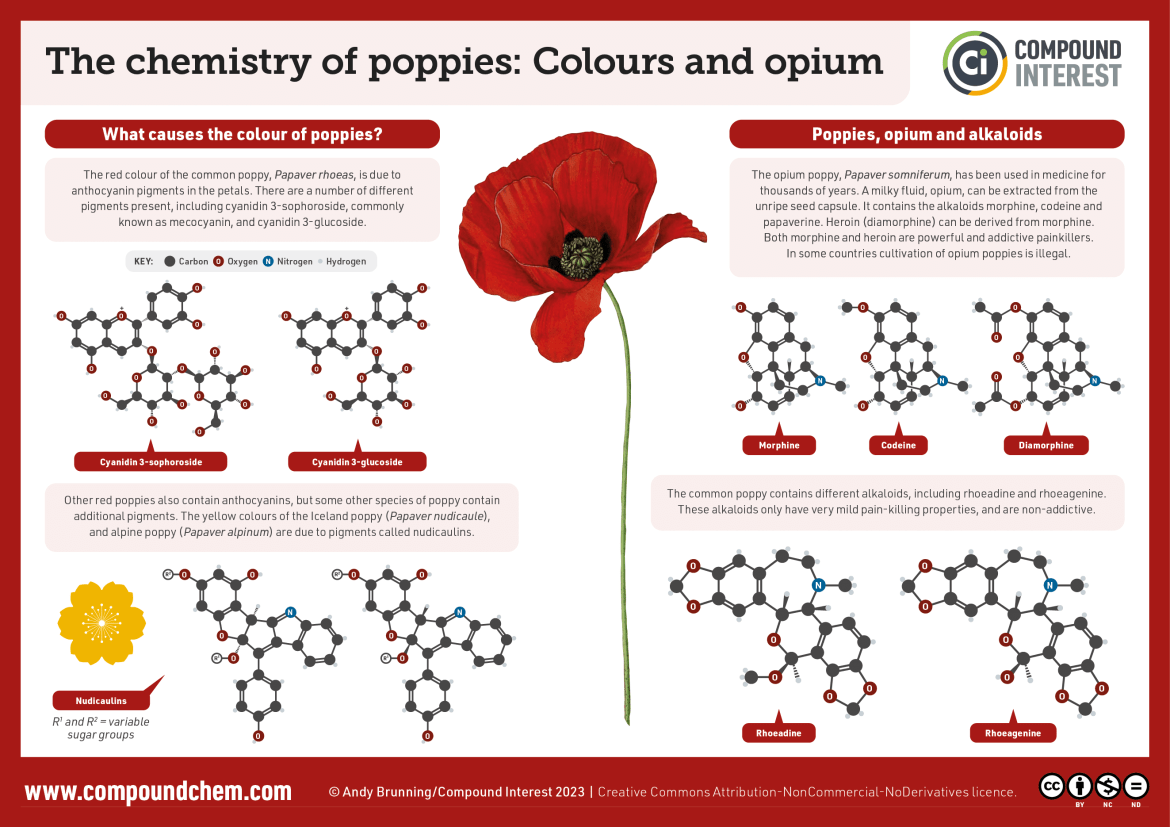 Infographic on the chemistry of poppies. The red colour of the common poppy is due to anthocyanin pigments. Other red poppies also contain anthocyanins but the yellow Iceland poppy and alpine poppy contain nudicaulin pigments. The opium poppy has been used in medicine for thousands of years, with the milky opium fluid which contains alkaloids such as morphine used as a painkiller. The common poppy contains different alkaloids, which only have very milld pain-killing properties.
