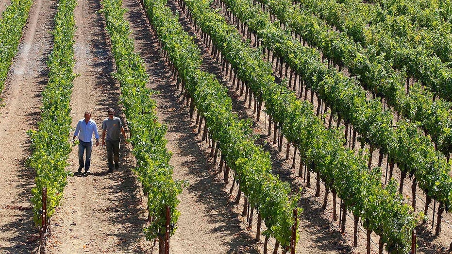  vineyards at PlumpJack Group's Odette Estate winery