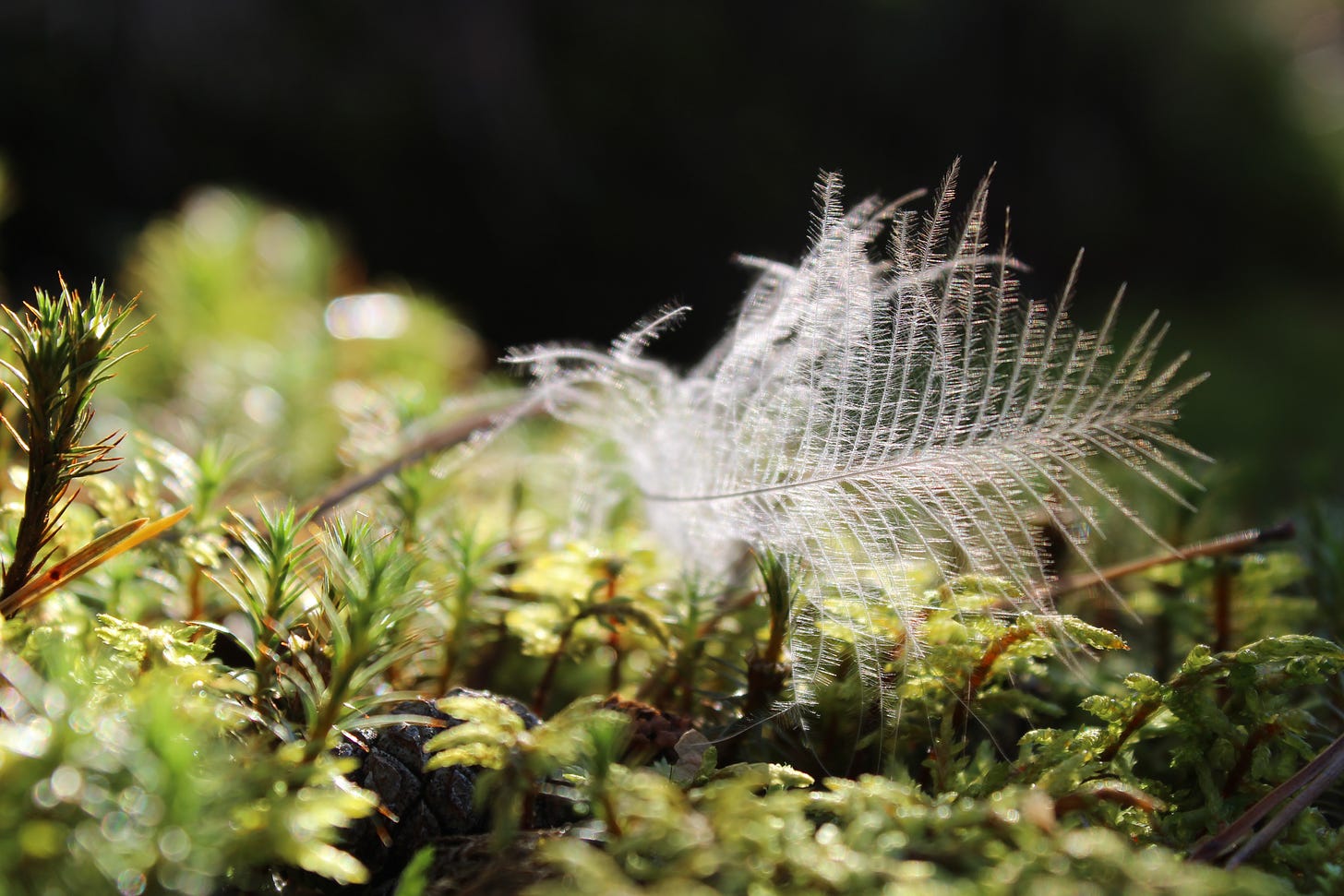Intricately fine white feather resting lightly atop fine mini fern fronds. Gentle feeling ambient blurring light in the background. Photo by <a href="https://unsplash.com/@polarmermaid?utm_source=unsplash&utm_medium=referral&utm_content=creditCopyText">Anne Nygård</a> on <a href="https://unsplash.com/s/photos/ethereal?utm_source=unsplash&utm_medium=referral&utm_content=creditCopyText">Unsplash</a>   Part of a post by Melanie Williams de Amaya on Driftwood & Grace.