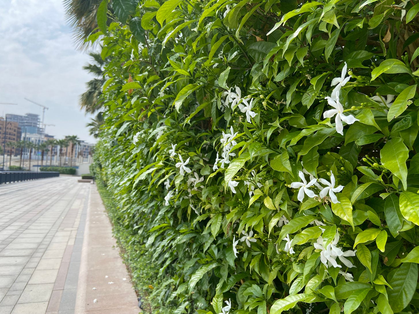 A photo of a busy wall of white pinwheel flowers