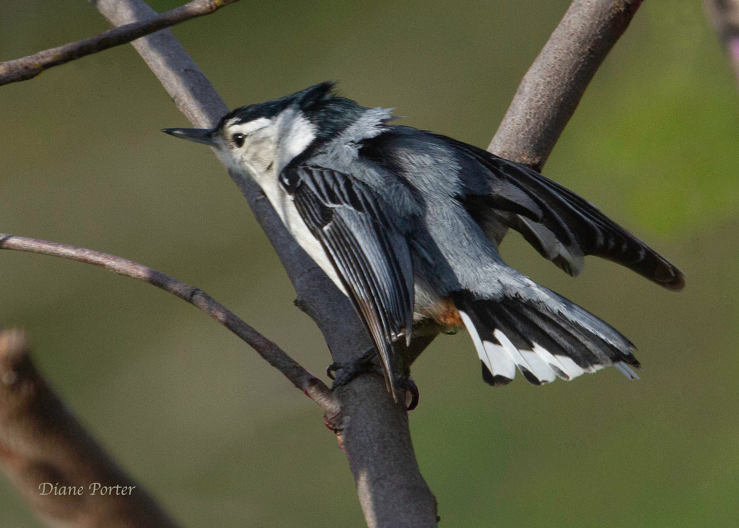 White-breasted Nuthatch spreads tail in territorial display.