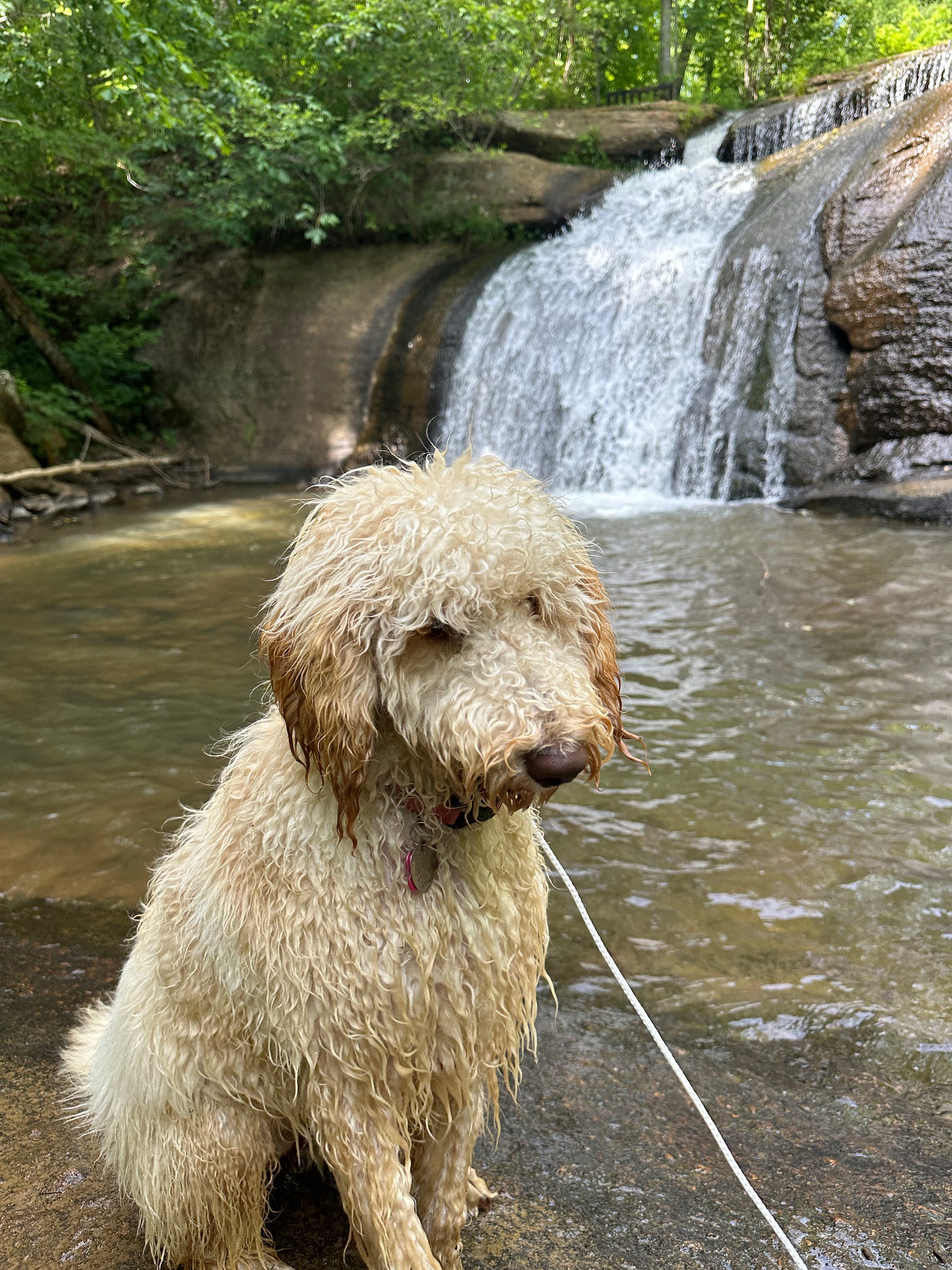 millie in front of waterfall